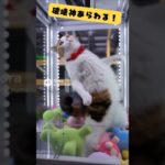 【AI】UFOキャッチャーを破壊する猫「ボクは景品じゃニャイ！～その2」#ai #sora2 #クレーンゲーム #ねこ #cat #咆哮 #shorts #shortvideo #shortsfeed