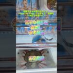 【クレーンゲーム】宇崎ちゃんは遊びたい！ω　Desktop Cute フィギュア　宇崎月 浜辺で水着ver. 苦手な箱形状 橋渡し 参考動画 お宝発見 #クレーンゲーム #ufoキャッチャー