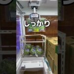 レタスパーティー編#UFOキャッチャー #クレーンゲーム  #ゲームセンター #攻略 #shorts  #youtubeshorts