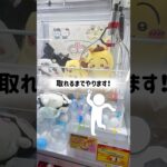 【ちいかわ×サンリオ最新景品】確率機VS橋渡しどっちがお得に取れるのー？#ベネクス #万代書店 #ufoキャッチャー #クレーンゲーム #ちいかわ #サンリオ #確率機 #cgs岩槻