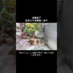 【もう出会えない⁉】オオタチはこの方法で取れる！　#ポケットモンスター #ポケモン #pokemon #ぬいぐるみ #クレーンゲーム