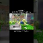 【人気すぎ】ワタッコを探してプレイした結果！！　#ポケットモンスター #ポケモン #pokemon #ぬいぐるみ #クレーンゲーム