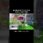 【リベンジ】シェイミとの戦い再び！！　#ポケットモンスター #ポケモン #pokemon #ぬいぐるみ #クレーンゲーム