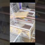 ベネクス浦和店でふらいどぽてとの景品をゲット #shorts