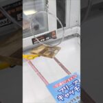 ベネクス川越店でマグロのたたきとレアチーズケーキの景品をゲット　#shorts