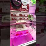 何度やっても全然攻略できません③ #shorts  #ドラゴンボール   #フック #夾娃娃機 #ゲームセンター #uFoキャッチャー ＃夾娃娃＃ゲーセン #クレーンゲーム #ゲッタースピン