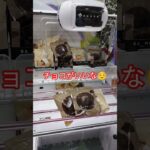 チョコをねらってるよ😆 #ゲームセンター #クレーンゲーム景品 #クレーンゲーム #クレーンゲーム攻略 #ufoキャッチャー #ミニクレーンゲーム