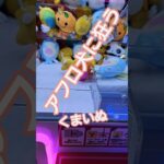 アフロ犬に狂うくまいぬ #ゲームセンター #ゲーセン #クレーンゲーム #ufoキャッチャー #平成レトロ #サンエックス #アフロ犬 #くまいぬ #ぬいぐるみ #かわいい