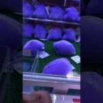 クレーンゲーム　#クレーンゲーム #クレーンゲーム攻略 #ufoキャッチャー #100円娯楽 #伊東市 #伊東温泉 #short #shorts #ufoキャッチャー #10short #shorts