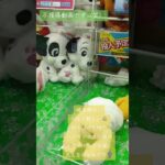 《クレーンゲーム》確率機は、やはり難しい💦景品にすら嫌がられてる（笑） #クレーンゲーム #ゲームセンター #ufoキャッチャー #確率機ROUND1