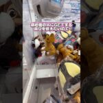 【乱獲】フォローもお願いします！ #クレーンゲーム #ゲームセンター #ufoキャッチャー #arcade #clawmachine #攻略 #인형뽑기 #日本夾娃娃 #クレゲ初心者#shorts