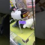 #クレーンゲーム #クレゲー #ufoキャッチャー #ぬいぐるみ #景品 #攻略 #ゲームセンター #ゲーセン #shorts