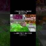 【無双状態】ヤドン～しっぽみてみてver.～もうこの取れ方知ったら無敵状態！？　#ポケットモンスター #ポケモン #pokemon #ぬいぐるみ #クレーンゲーム