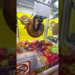 10円ゲーセン② #shorts  #cranegame  #フック #夾娃娃機 #ゲームセンター ＃ゲーセン＃倉庫系 #クレーンゲーム #ゲッタースピン