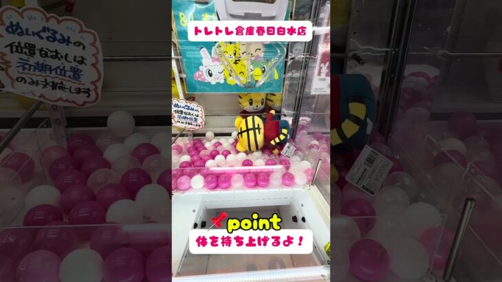 【完全版】フォロワー急増中！📈✨　Bigしまじろう🧸橋渡し攻略🎯初心者でも取れる裏ワザ公開‼️