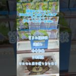 【クレーンゲーム】葬送のフリーレン　Desktop Cute フィギュア　フリーレン サマーワンピースver.　苦手な箱形状　参考動画　お宝発見  #クレーンゲーム #ufoキャッチャー #クレゲ