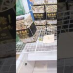 【縁起がいい動画】ツカモーヨ磯子店のSフック台でトイレットペーパーの景品をゲット #shorts