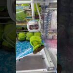 裏技で乱獲してみた大作戦だゾ！！#UFOキャッチャー #クレーンゲーム  #ゲームセンター #攻略 #shorts  #youtubeshorts