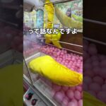 巨大なバナナを発見した#UFOキャッチャー #クレーンゲーム  #ゲームセンター #攻略 #shorts  #youtubeshorts