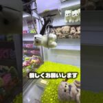 ずっと確率状態が楽しすぎる！#クレーンゲーム #ufoキャッチャー #ゲームセンター #攻略 #ベネクス #ラウンドワン #shorts #followme