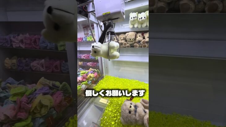 ずっと確率状態が楽しすぎる！#クレーンゲーム #ufoキャッチャー #ゲームセンター #攻略 #ベネクス #ラウンドワン #shorts #followme