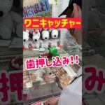 【ワニキャッチャー】歯を押し込みで景品ゲット！？