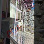 簡単に橋渡しで景品を獲得する方法！