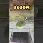 オープンから半年のゲーセンが大荒れ⁉︎10000円チャレンジしたら…⁉︎ #shorts #クレーンゲーム #ufoキャッチャー #cranegame