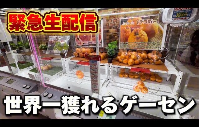 【クレーンゲーム】世界で1番獲れる場所へ！全てが規格外のお店で暴れます！【回遊館養父店・UFOキャッチャー】
