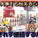 【勉強267日目】ジェリーにバレる前にゲットにゃ作戦！諦められないたぬどうなる！？～ベネクス川越店～