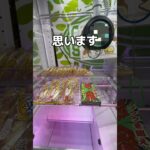 551の肉まんをチェックしてみたゾ#UFOキャッチャー #クレーンゲーム  #ゲームセンター #攻略 #shorts  #youtubeshorts