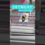 【クレーンゲーム】【#64】お隣の天使様　椎名真昼　橋渡し5手攻略