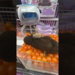 巨大なゴリラを捕獲してみた#UFOキャッチャー #クレーンゲーム  #ゲームセンター #攻略 #shorts  #youtubeshorts