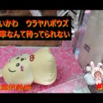 【クレーンゲーム】ちいかわウラヤハボウズを確率無視で獲りたい！ in 回遊館伊勢崎【ももくま #53】 #確率機 #クレーンゲーム #攻略