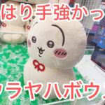 【うさぎ】ウラヤハボウズ…ウラボウズ…かわいすぎる！