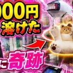 猫のイスに3,000円溶かした結果、最後に奇跡起きたwww