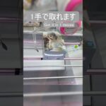 【クレーンゲーム】【#80】ホロライブ　白銀ノエル　橋渡し1手攻略