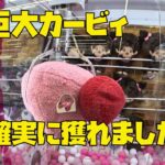 【必ず獲得】超巨大カービィを獲れるまでUFOキャッチャーやったら確実に獲れました！クレーンゲーム攻略！