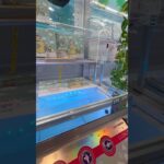獲れなさすぎー #ゲーセン #shorts  #cranegame #mario   #フック #夾娃娃機 #ゲームセンター ＃ゲーセン＃倉庫系 #クレーンゲーム #ゲッタースピン #anime