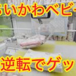 【ちいかわベビー】ひんやりブランケットをゲットしたよ♡