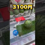 オープンから一年を迎えた山陰最大級のゲーセンの今！10000円で何個獲れる!? #shorts #クレーンゲーム #ufoキャッチャー #cranegame