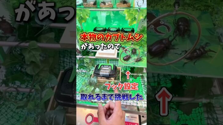 【ゲーセン】クレーンゲームに生きてるカブトムシが入ってたので取れるまで挑戦してみた🪲