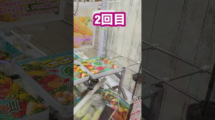 とうもろこし🌽チャレンジ！何回でGETできる！？🔥 #クレーンゲーム #UFOキャッチャー #とうもろこし #チャレンジ #景品GET #クレーンゲーム攻略