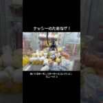 【VS台湾キャッチャー】この筐体ならボールは相性良い！？ナッシーのワザを使って攻略に挑む　#ポケモン#pokemon #ポケットモンスター #クレーンゲーム#ぬいぐるみ
