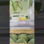 万代書店本庄店でキャベツの野菜の景品をゲット #shorts