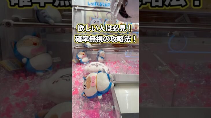 確率無視!? メロとタビの最新プライズ攻略！ #まめきちまめこ #クレーンゲーム #shorts