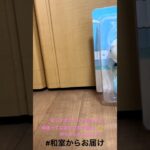 【📍タイトーステーション】#ufoキャッチャー #クレーンゲーム景品 #クレーンゲーム動画 #クレーンゲーム#GET品#クレーンゲーム攻略#夾娃娃店#和室からお届け#ちいかわ