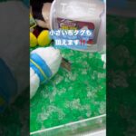 【クレゲ】布タグを狙ってみたら・・・ #クレーンゲーム #ゲームセンター #ゲーセン #ufoキャッチャー #japantravel #クレーンゲーム攻略 #shorts #clawmachine