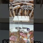 1日1000円しか使えないクレーンゲームの景品だけで生活216日目 #clawmachine #クレーンゲーム #フック設定 #ゲームセンター #ufoキャッチャー #ゲーセン