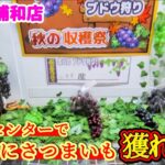 【ワクワク演出！】クレーンゲーム日本一獲れるお店にあるブドウ狩りの景品の取るコツを紹介 【ベネクス浦和店】 #2026年9月